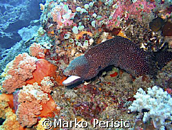 Spotted Moray-eel. Lombok Island by Marko Perisic 
